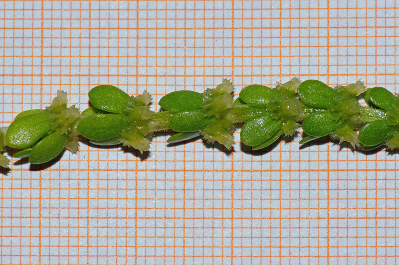Valantia muralis